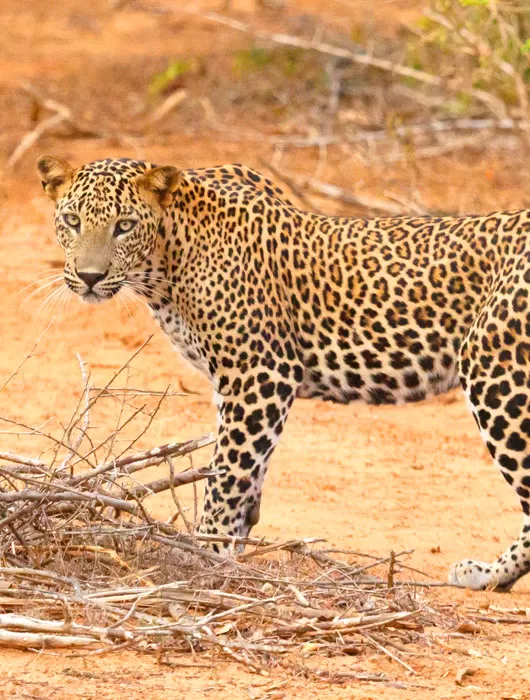 wildlife2